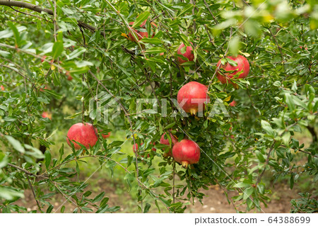 Pomegranates hanging on tree. Pomegranates hanging on tree. 64388699