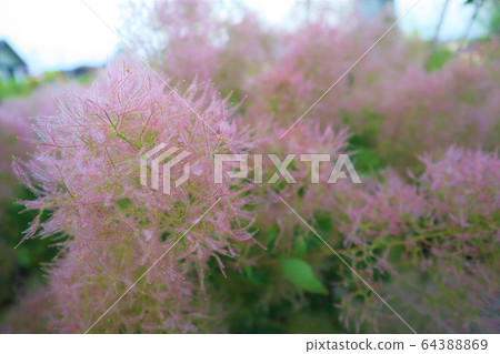 Smoke tree 64388869