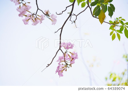 Chompoo Pantip in Thailand (Thai cherry blossom “Chonpo Pantip”) 64389074