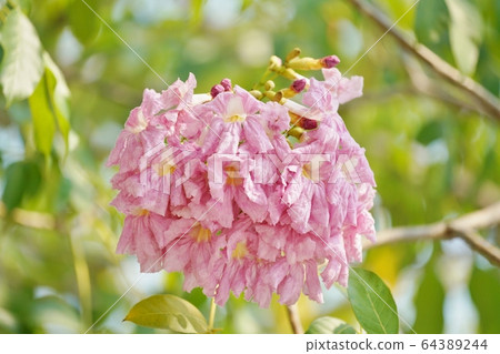 泰國櫻花，Chompoo Pantip（ชมพูพันธุ์ทิพย์/ Chompoo Pantip） 64389244