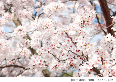 Cherry Blossom Cherry Blossom 64389486