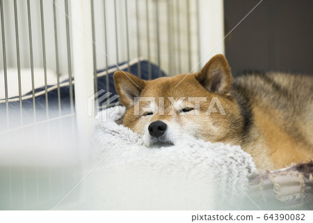 睡覺的Shiba Inu 64390082