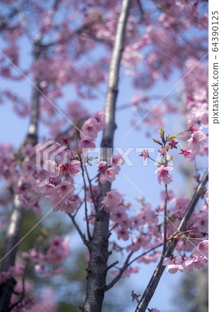 河津櫻花 64390125