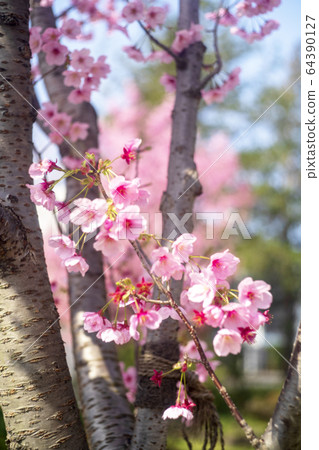 河津櫻花 64390127