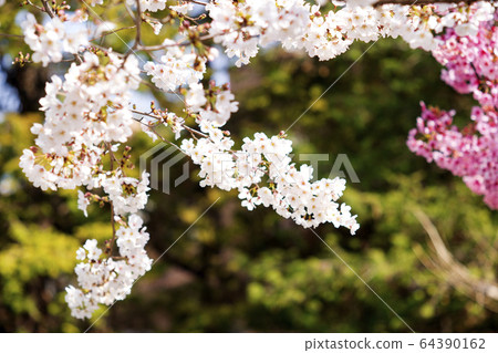 河津櫻和大島櫻 64390162