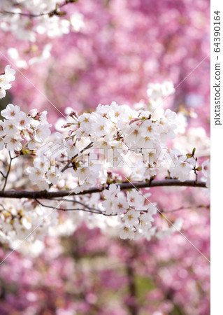 河津櫻和大島櫻 64390164