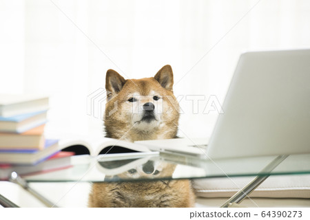 Dog Shiba Inu PC Telework Dog Shiba Inu PC Telework 64390273