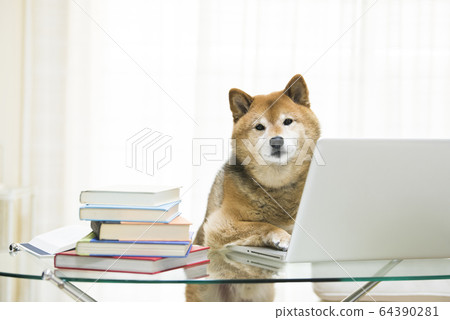 Dog Shiba Inu PC Telework 64390281