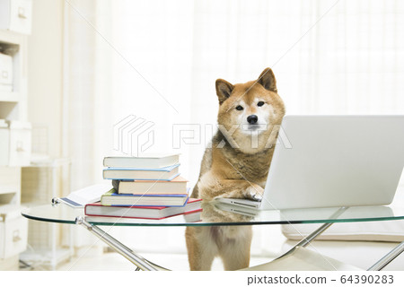 Dog Shiba Inu PC Telework 64390283