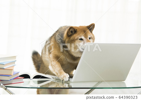 Dog Shiba Inu PC Telework 64390323