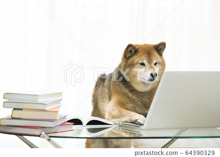 Dog Shiba Inu PC Telework 64390329
