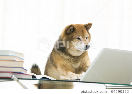 Dog Shiba Inu PC Telework 64390333