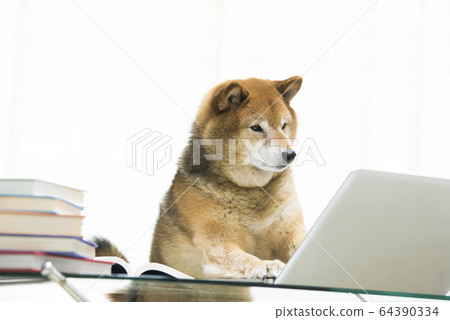 Dog Shiba Inu PC Telework - Stock Photo [64390334] - PIXTA