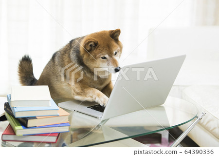 Dog Shiba Inu PC Telework 64390336