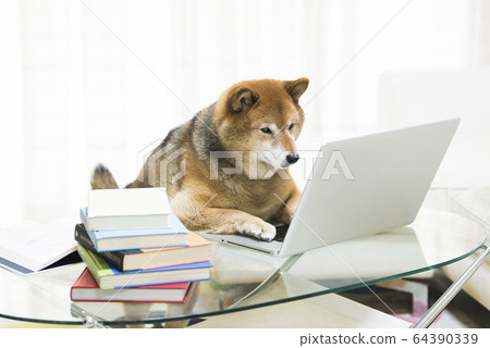 Dog Shiba Inu PC Telework 64390339