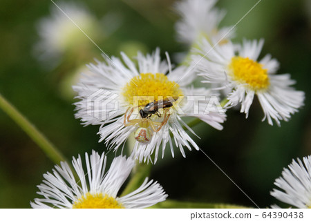 一隻被捕食的蜘蛛的雌性 一隻被捕食的蜘蛛的雌性 64390438