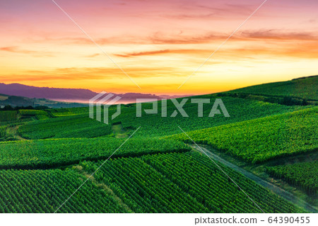 Row vine grape in champagne vineyards 64390455