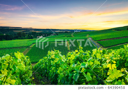 Row vine grape in champagne vineyards 64390458