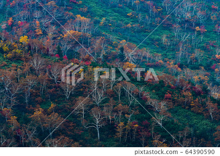 Autumn leaves in Hokkaido (Furanodake) 64390590