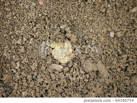 Eggs biggest slug Limax maximus cluster largest in soil under stone detail pile, white slightly yellow color great grey or leopard slug plant parasite. Snail which is pest in horticulture greenhouses 64390754