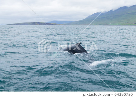 Whale watching from Akureyri, Iceland. Whale in 64390780