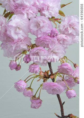 關山花 64390808