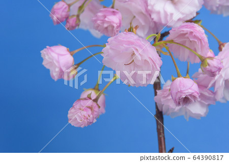 Guanshan flowers Guanshan flowers 64390817