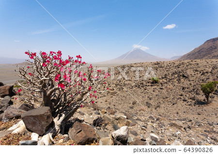Lake Natron area landscape, Tanzania, Africa. Ol Lake Natron area landscape, Tanzania, Africa. Ol 64390826
