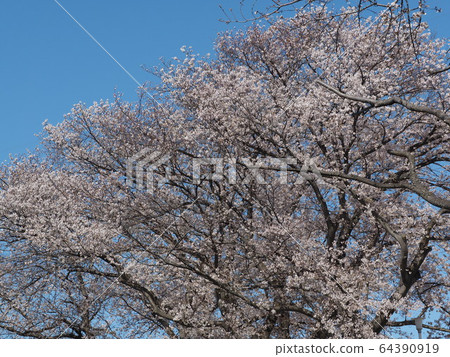 Cherry Blossoms Cherry Blossoms 64390919