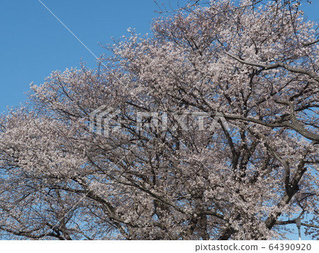 Cherry Blossoms Cherry Blossoms 64390920