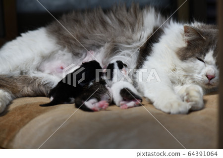 cat breast milk