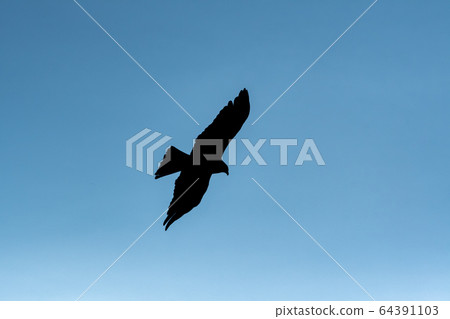 Tobi flying in the sky / Silhouette 64391103