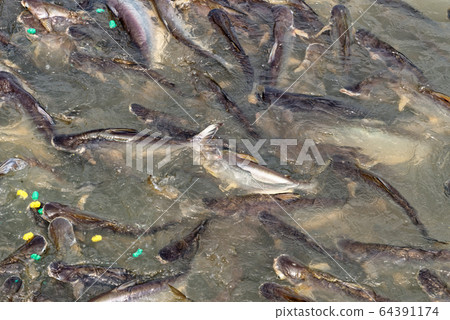 Feeding catfish at Wat Phanan Choeng Temple 64391174