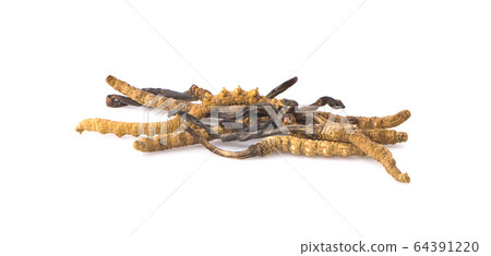 Ophiocordyceps sinensis (CHONG CAO, DONG CHONG XIA Ophiocordyceps sinensis (CHONG CAO, DONG CHONG XIA 64391220