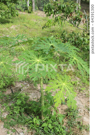 Papaya tree in the garden 64391300