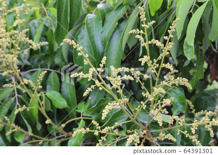 longan flowers background on the longan tree longan flowers background on the longan tree 64391301