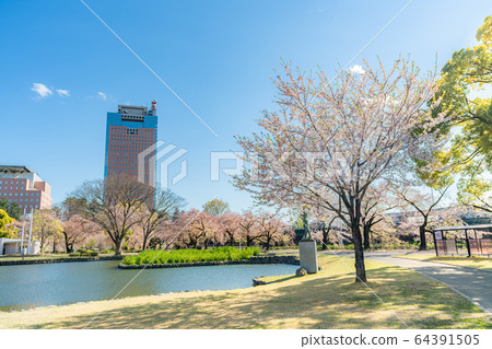 日本的春天,前橋,群馬Rakubodo,前橋公園的櫻花 日本的春天,前橋,群馬Rakubodo,前橋公園的櫻花 64391505