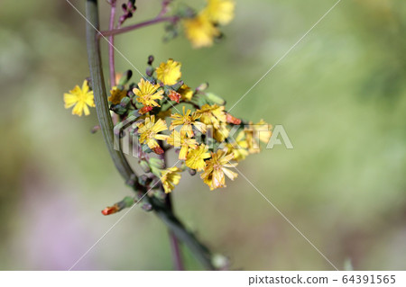 東方假鷹之花 64391565