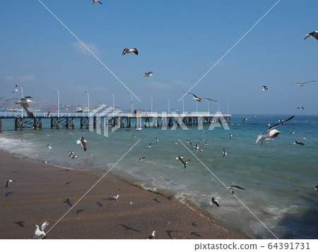 -Chile, Vina del Mar-Coast -Chile, Vina del Mar-Coast 64391731