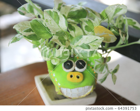 Green plants in pots on wooden table Green plants in pots on wooden table 64391753
