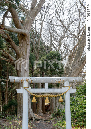 秋田縣山本郡Keyaki Namiki熊野神社 秋田縣山本郡Keyaki Namiki熊野神社 64391759