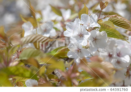 櫻花 櫻花 64391760