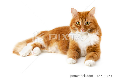 Lying tabby ginger cat isolated 64392763