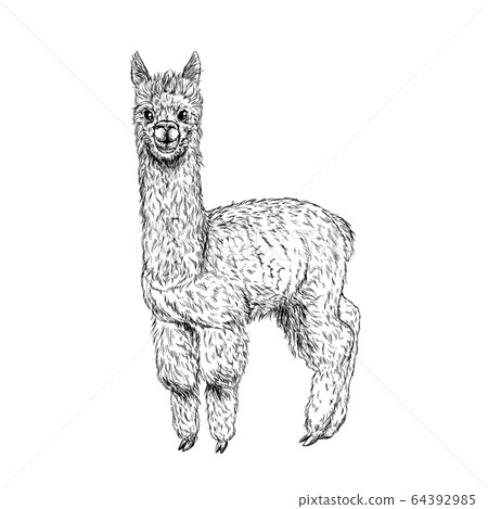 Cute llama, alpaca, ink sketch, hand drawn 64392985