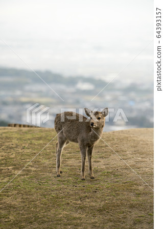 Mt. Wakakusa and the deer of Nara 64393157