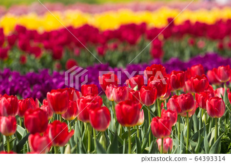 Ongagawa riverbed tulip Nogata, Fukuoka Prefecture 64393314