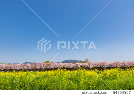 福岡縣永田市大河河畔的油菜花和櫻桃樹 福岡縣永田市大河河畔的油菜花和櫻桃樹 64393567