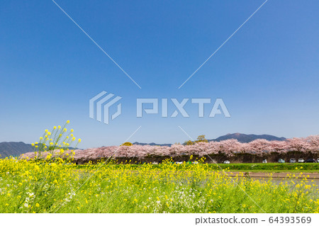 福岡縣永田市大河河畔的油菜花和櫻桃樹 64393569