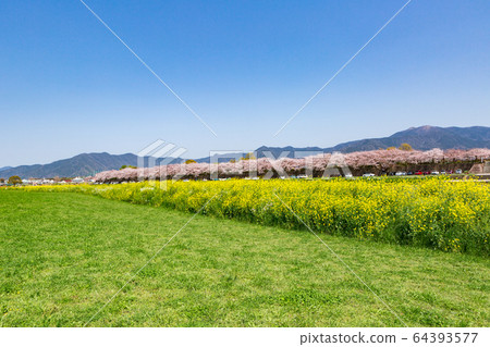 福岡縣永田市大河河畔的油菜花和櫻桃樹 64393577