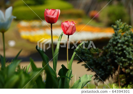 Two wheel tulip 64394301